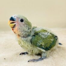 ①4更新✴︎わたわたほわほわに包まれたい︎💕︎︎コザクラインコの