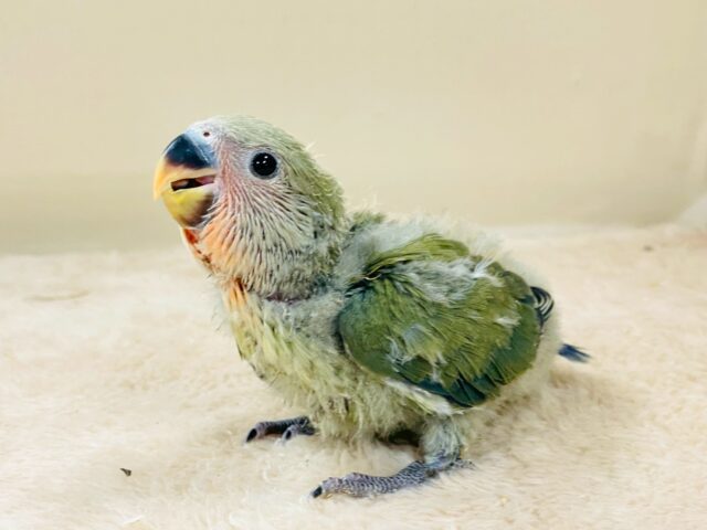 ぽわっと可愛いお顔で登場〜❣️コザクラインコちゃん❣️(ノーマル)ヒナ