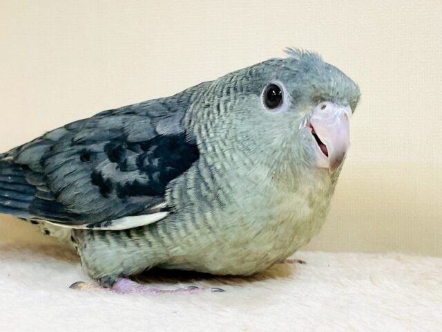 サザナミインコ