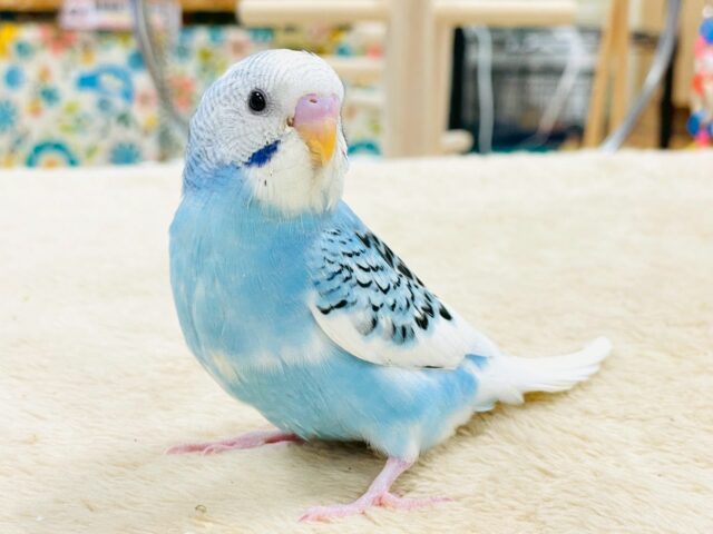 【最新画像】青空のような爽やかカラー🩵セキセイインコ(パイド)ヒナ セキセイインコ