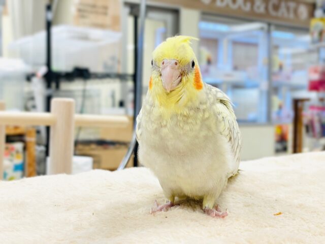 【最新画像】ゴージャスな鱗模様✨️なオカメインコちゃん❣️(シナモンパール)(ヒナ) オカメインコ