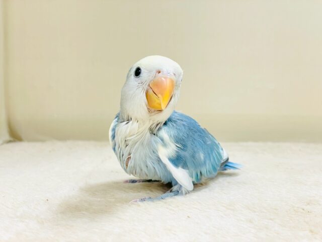 レアで激カワなコザクラインコちゃん❣️(ブルーチェリーパイド)ヒナ コザクラインコ(小桜インコ)