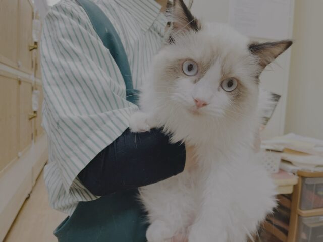 愛嬌たっぷり🎵イケメンラグドールくん ラグドール