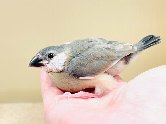 べりべり可愛い白色ほっぺ💕桜文鳥さん❣️(ヒナ) 桜文鳥