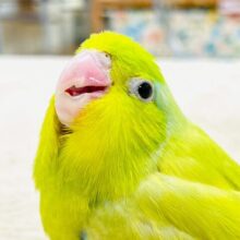 　恥ずかしがり屋なちびっこ怪獣くん💛マメルリハ（アメリカンイエロー）男の子