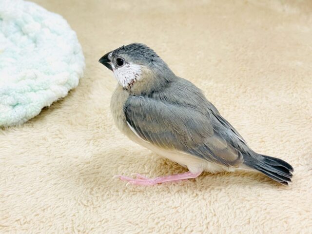 べりべり可愛い白色ほっぺ💕桜文鳥さん❣️(ヒナ) 桜文鳥