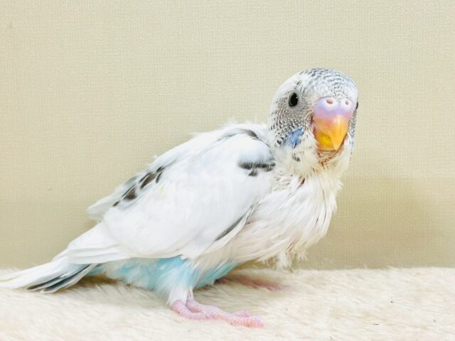ぴとっ❣️と寄り添い💞セキセイインコちゃん❣️(白ハルクイン)ヒナ セキセイインコ