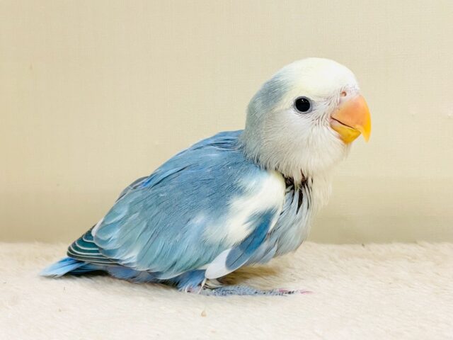 レアで激カワなコザクラインコちゃん❣️(ブルーチェリーパイド)ヒナ コザクラインコ(小桜インコ)
