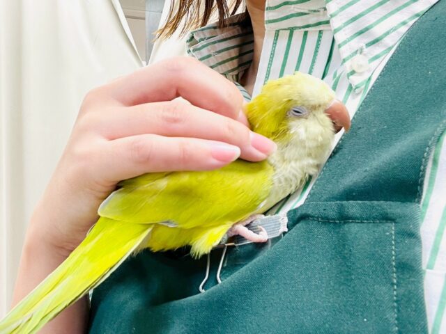 オキナインコ