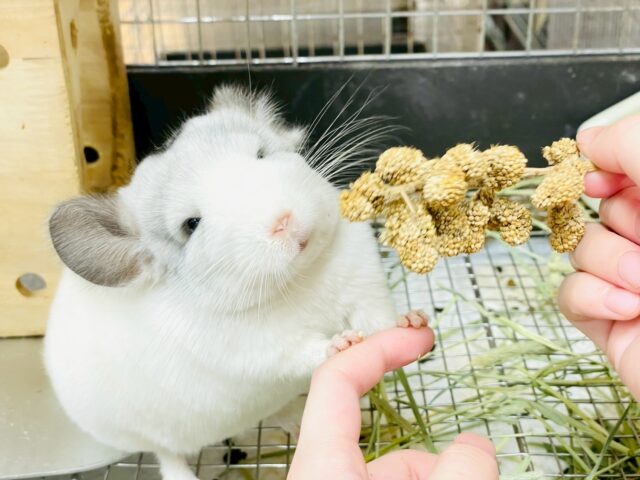 【最新画像更新🪄︎︎✨】可愛さフル稼働❣️もふっとまんまるチンチラちゃん(パイド)女の子 チンチラ