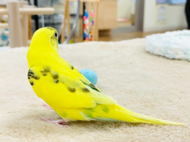 すくすく成長してます❣️☺️セキセイインコ(ハルクイン)ヒナ セキセイインコ