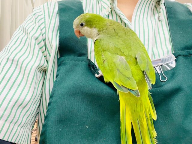 【最新画像】カキカキ時のうっとり顔がたまりません💚オキナインコ(ノーマル) オキナインコ