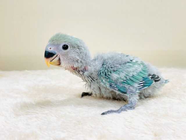 コザクラインコ（小桜インコ）