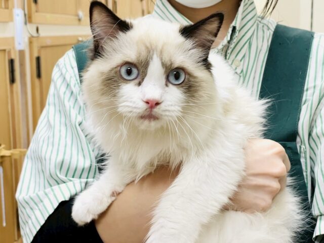 愛嬌たっぷり🎵イケメンラグドールくん ラグドール