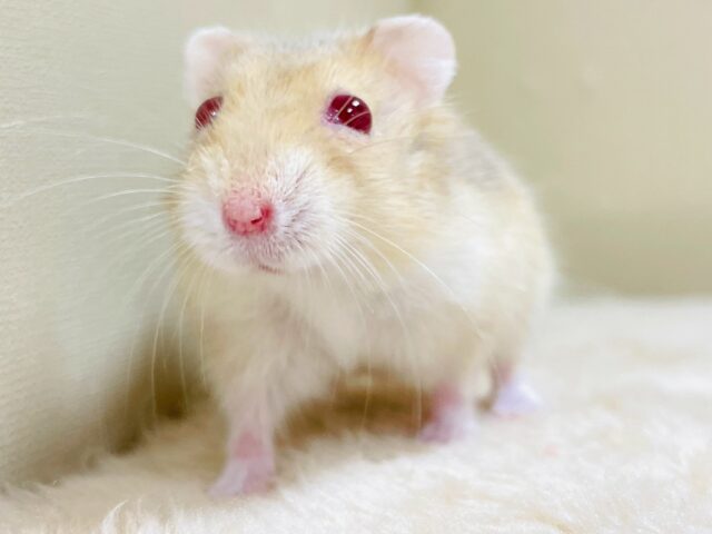 ドワーフハムスターの1種