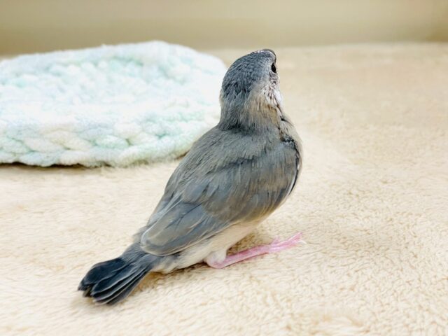 べりべり可愛い白色ほっぺ💕桜文鳥さん❣️(ヒナ) 桜文鳥