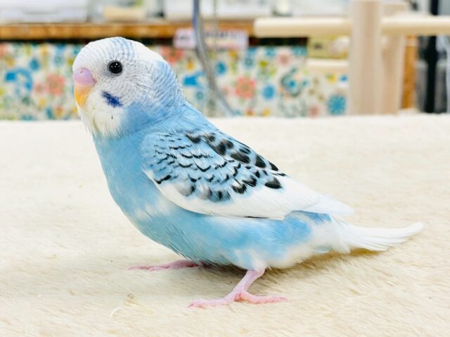 【最新画像】青空のような爽やかカラー🩵セキセイインコ(パイド)ヒナ セキセイインコ