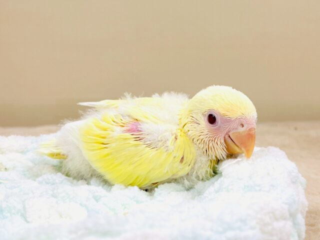 コザクラインコ（小桜インコ）