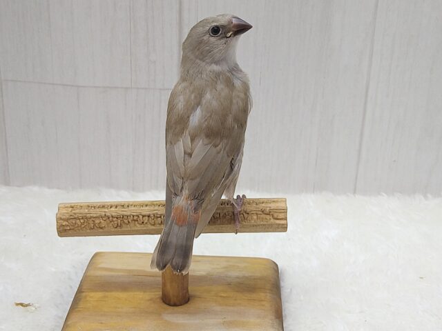 お腹の横キラキラ光る❇️ダイヤモンドフィンチさんヒナ来ました〜シナモン ダイヤモンドフィンチ