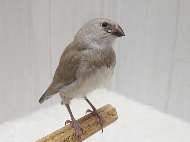 お腹の横キラキラ光る❇️ダイヤモンドフィンチさんヒナ来ました〜シナモン ダイヤモンドフィンチ