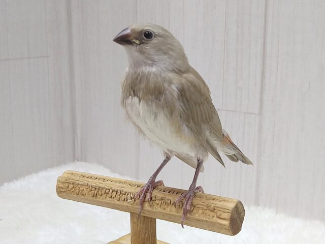 お腹の横キラキラ光る❇️ダイヤモンドフィンチさんヒナ来ました〜シナモン ダイヤモンドフィンチ
