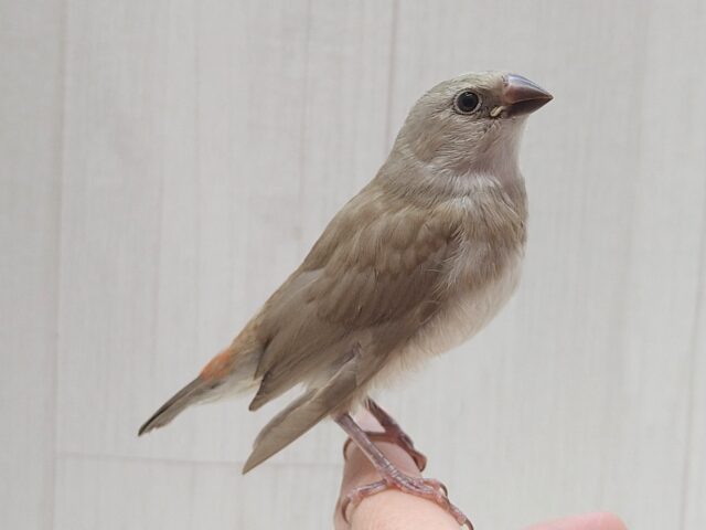 お腹の横キラキラ光る❇️ダイヤモンドフィンチさんヒナ来ました〜シナモン ダイヤモンドフィンチ