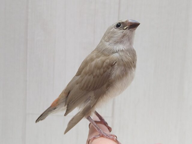 お腹の横キラキラ光る❇️ダイヤモンドフィンチさんヒナ来ました〜シナモン ダイヤモンドフィンチ