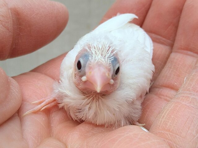 十姉妹（ジュウシマツ）