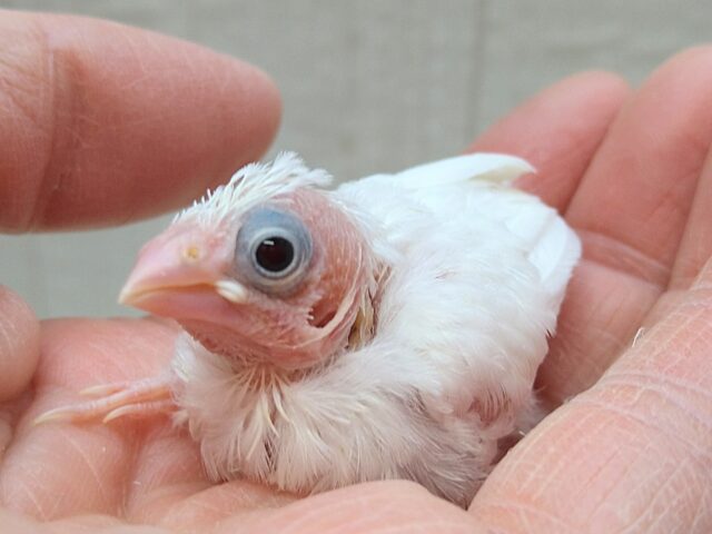 ヒナで来るのは少なめです！白十姉妹ヒナさん