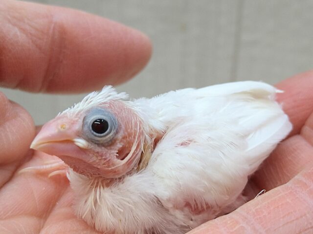 十姉妹（ジュウシマツ）