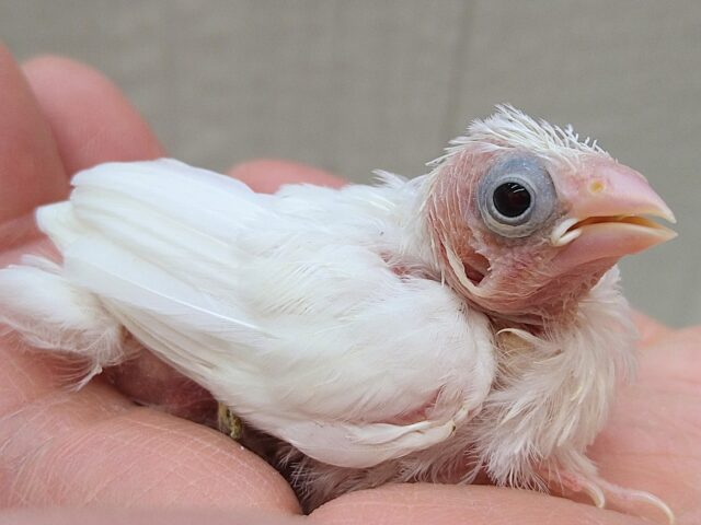 十姉妹（ジュウシマツ）