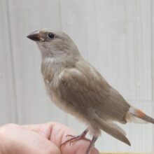 お腹の横キラキラ光る❇️ダイヤモンドフィンチさんヒナ来ました〜シナモン