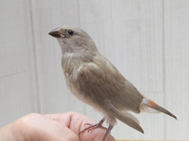お腹の横キラキラ光る❇️ダイヤモンドフィンチさんヒナ来ました〜シナモン お腹の横キラキラ光る❇️ダイヤモンドフィンチさんヒナ来ました〜シナモン