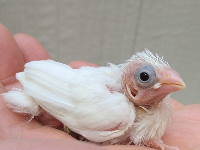 十姉妹（ジュウシマツ）