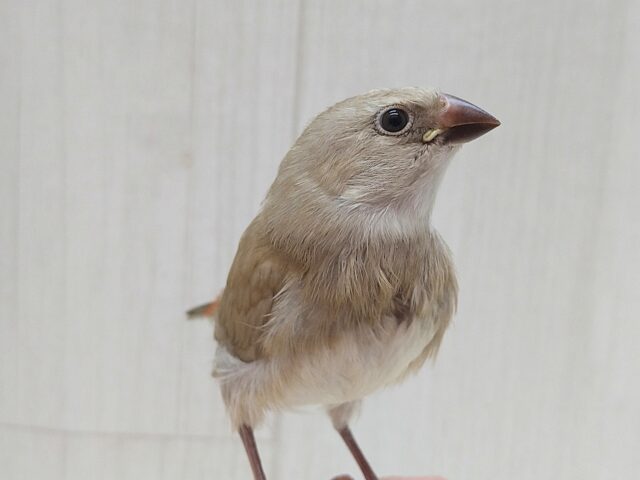 お腹の横キラキラ光る❇️ダイヤモンドフィンチさんヒナ来ました〜シナモン ダイヤモンドフィンチ