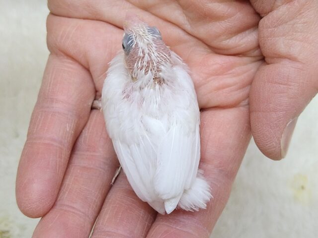 十姉妹（ジュウシマツ）