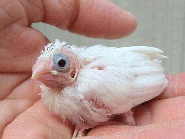 十姉妹（ジュウシマツ）