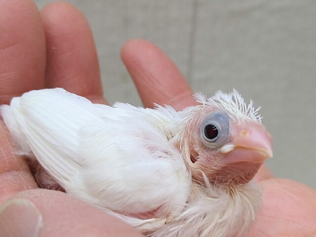 十姉妹（ジュウシマツ）