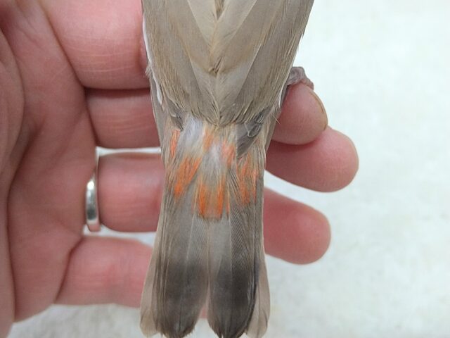 お腹の横キラキラ光る❇️ダイヤモンドフィンチさんヒナ来ました〜シナモン ダイヤモンドフィンチ