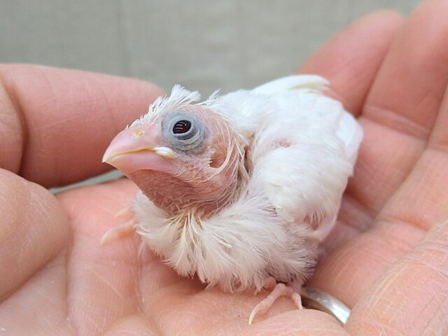 十姉妹（ジュウシマツ）