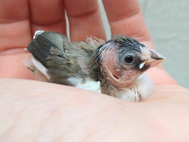 十姉妹（ジュウシマツ）