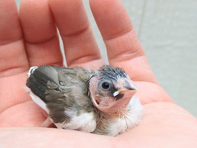 ミニミニサイズのヒナ！十姉妹さん