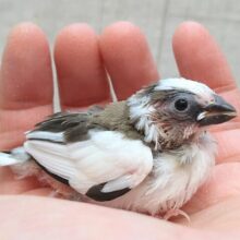 リ〜リ〜リ〜🎵美声でご飯の催促！十姉妹ヒナさん