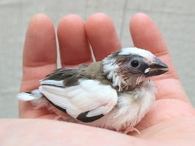 リ〜リ〜リ〜🎵美声でご飯の催促！十姉妹ヒナさん