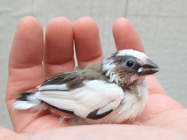 十姉妹（ジュウシマツ）