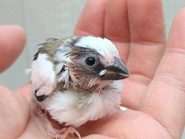 十姉妹（ジュウシマツ）