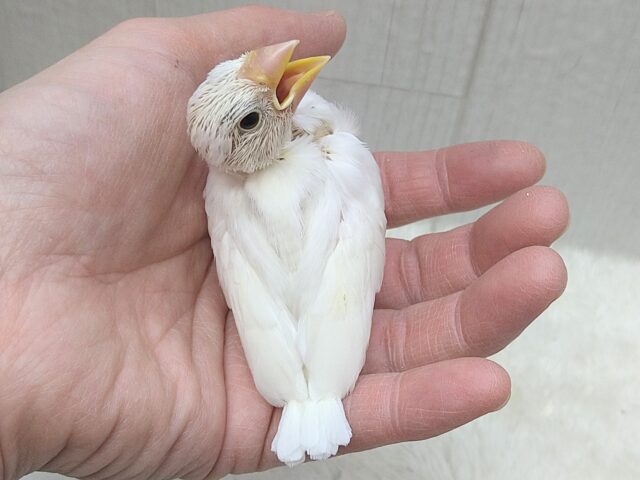 真っ白スワンちゃん🦢白文鳥ヒナさん 白文鳥