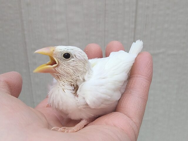 真っ白スワンちゃん🦢白文鳥ヒナさん 白文鳥