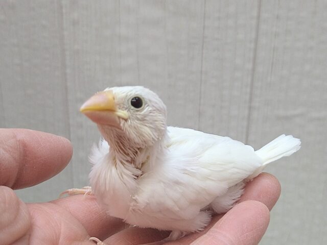 真っ白スワンちゃん🦢白文鳥ヒナさん 白文鳥