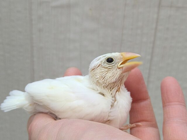 真っ白スワンちゃん🦢白文鳥ヒナさん 白文鳥
